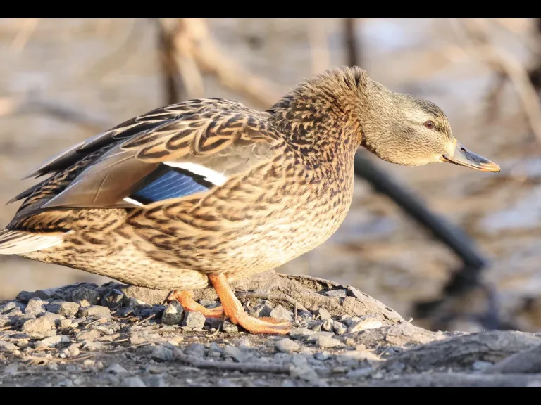 Canada geese at Hager Pond in Marlborough, photographed by Steve Forman.