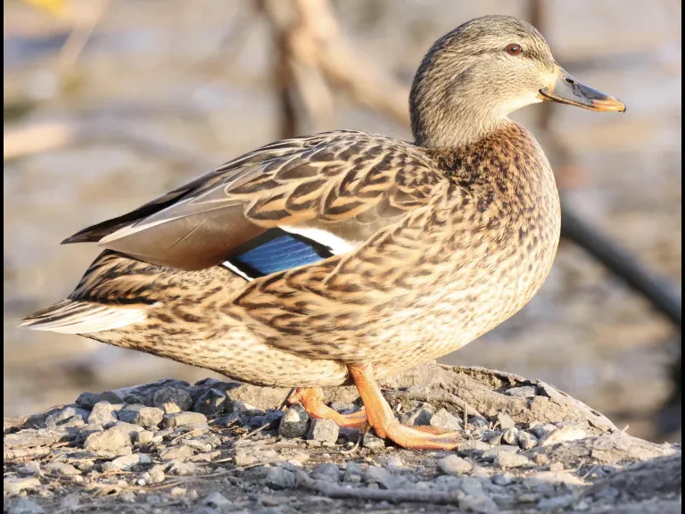 Canada geese at Hager Pond in Marlborough, photographed by Steve Forman.