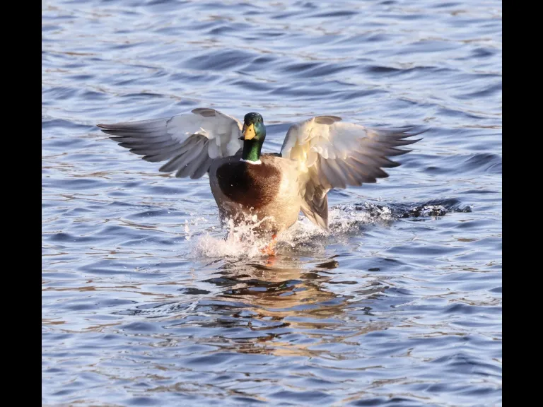 Canada geese at Hager Pond in Marlborough, photographed by Steve Forman.