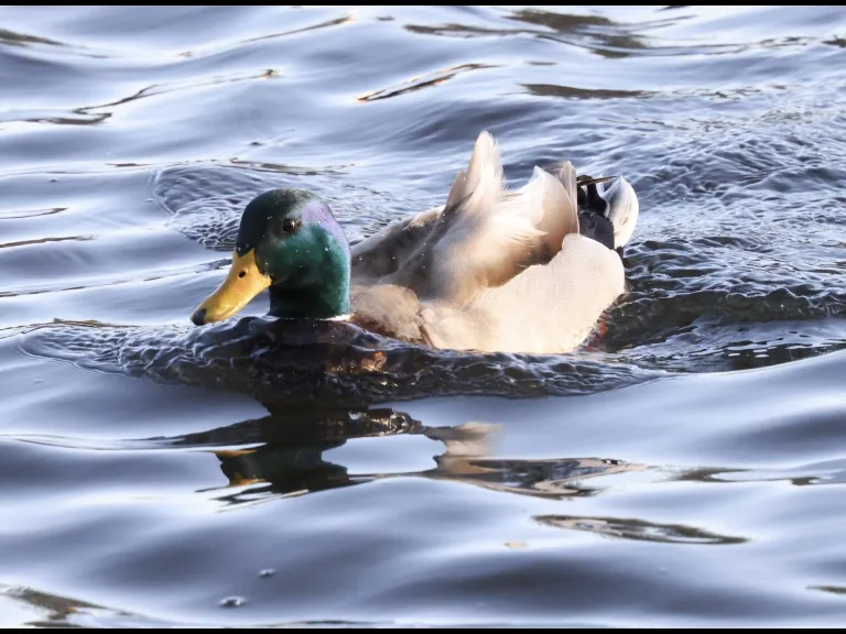 Canada geese at Hager Pond in Marlborough, photographed by Steve Forman.