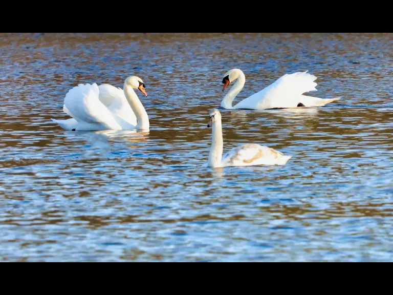 Canada geese at Hager Pond in Marlborough, photographed by Steve Forman.