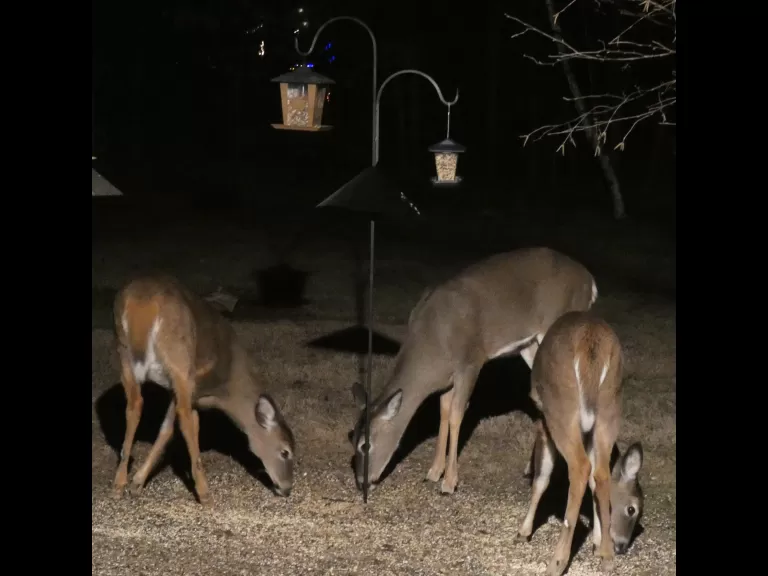 White-tailed deer in Sudbury, photographed by Sharon Tentarelli.