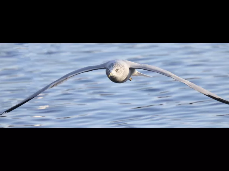 A mallard at Hager Pond in Marlborough, photographed by Steve Forman.