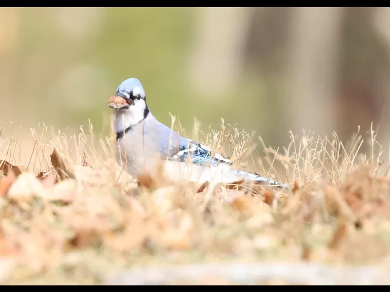 A blue jay at Breakneck Hill Conservation Land in Southborough, photographed by Steve Forman.