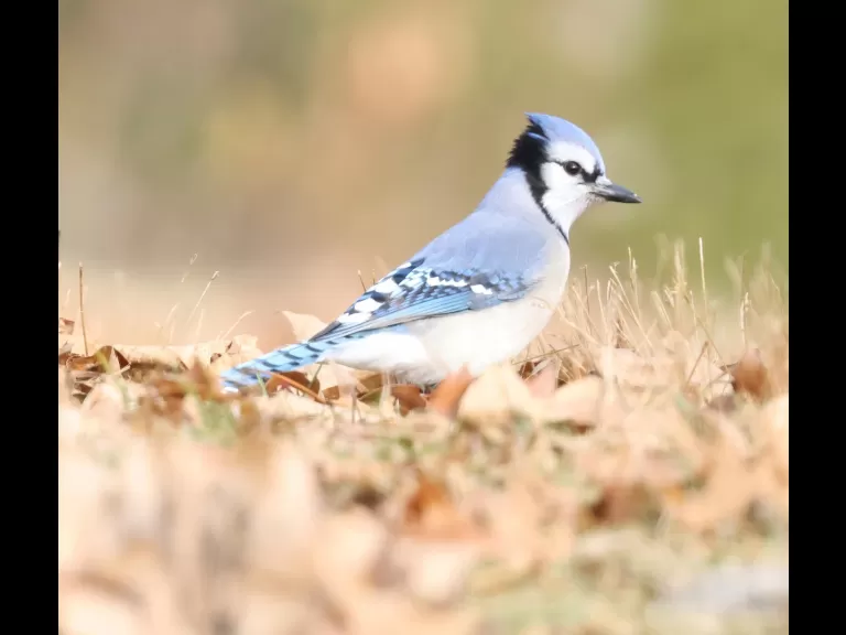 A blue jay at Breakneck Hill Conservation Land in Southborough, photographed by Steve Forman.