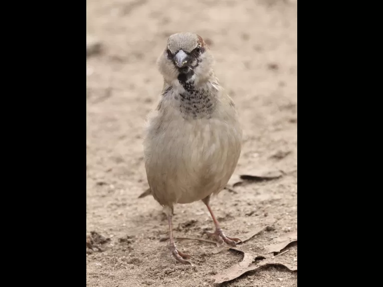 A mallard at Hager Pond in Marlborough, photographed by Steve Forman.
