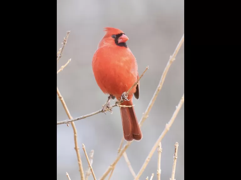 A blue jay at Breakneck Hill Conservation Land in Southborough, photographed by Steve Forman.