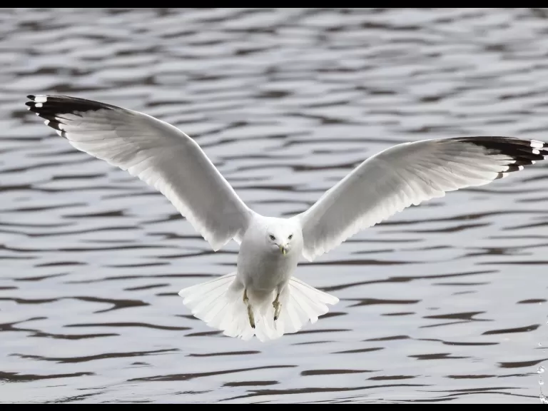A mallard at Hager Pond in Marlborough, photographed by Steve Forman.
