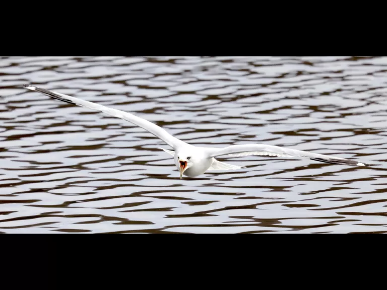 A mallard at Hager Pond in Marlborough, photographed by Steve Forman.