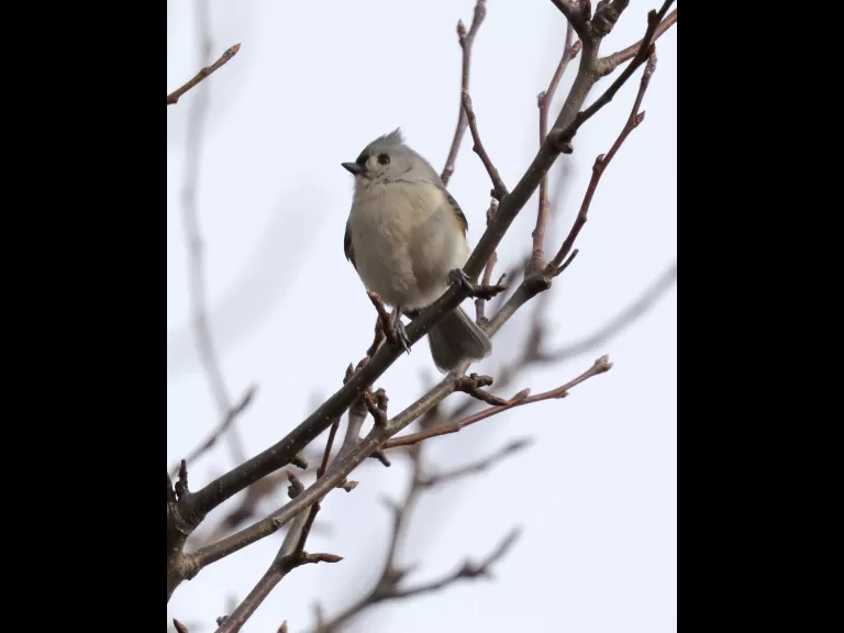 A blue jay at Breakneck Hill Conservation Land in Southborough, photographed by Steve Forman.