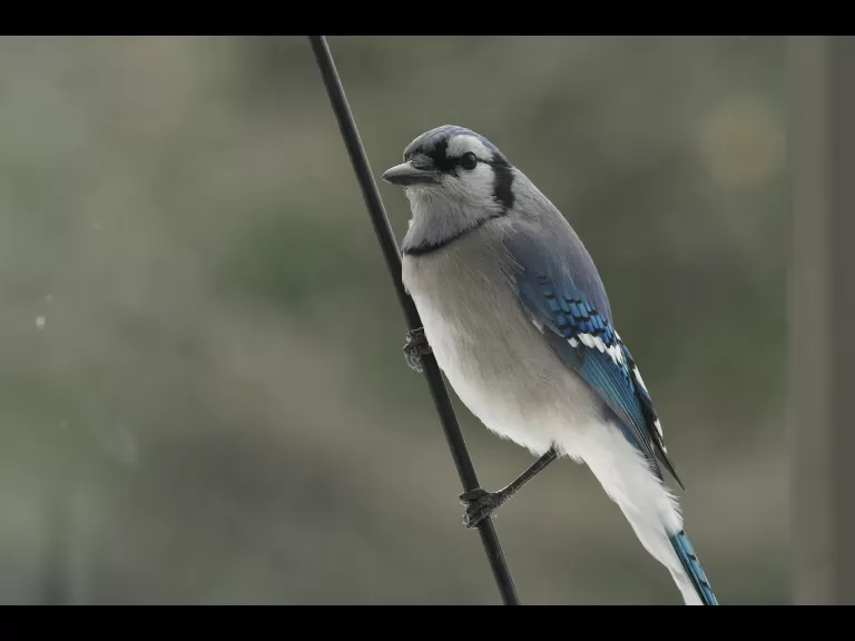 A black-capped chickadee in Maynard, photographed by Gail Sartori.