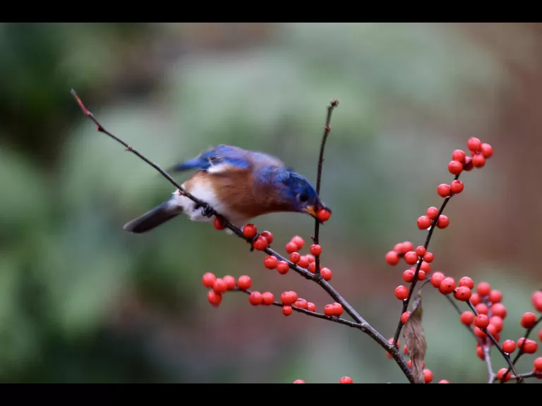 A black-capped chickadee in Maynard, photographed by Gail Sartori.