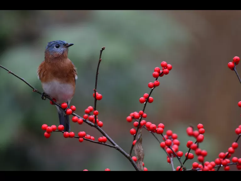 A black-capped chickadee in Maynard, photographed by Gail Sartori.