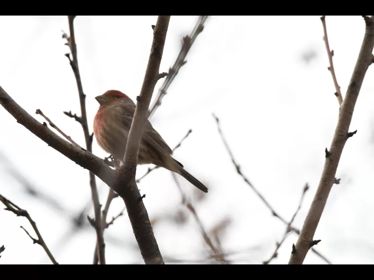 A black-capped chickadee in Maynard, photographed by Gail Sartori.