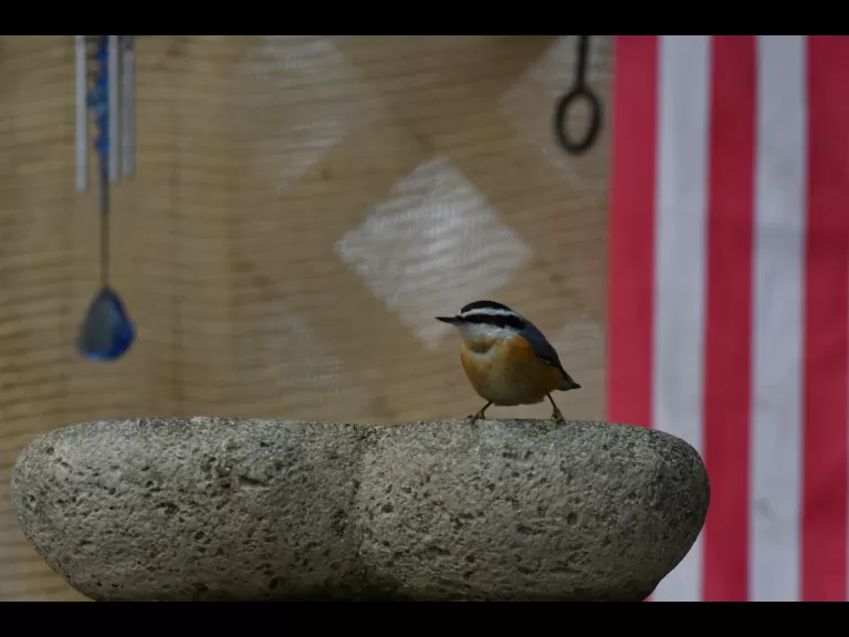 A black-capped chickadee in Maynard, photographed by Gail Sartori.
