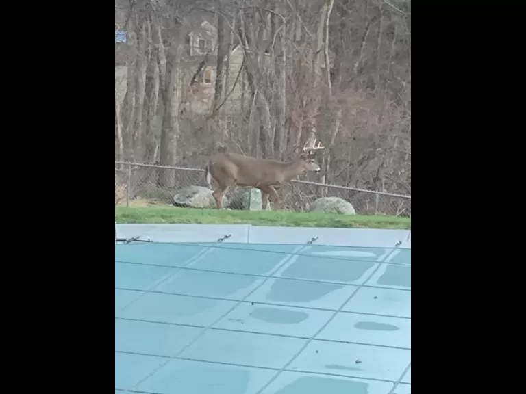 A white-tailed deer in Framingham, photographed by Linda Isaacson.