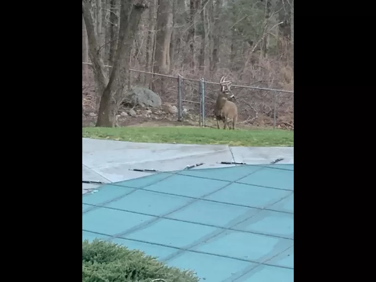 A white-tailed deer in Framingham, photographed by Linda Isaacson.
