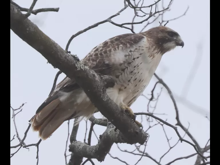 A red-tailed hawk at Breakneck Hill Conservation Land in Southborough, photographed by Steve Forman.