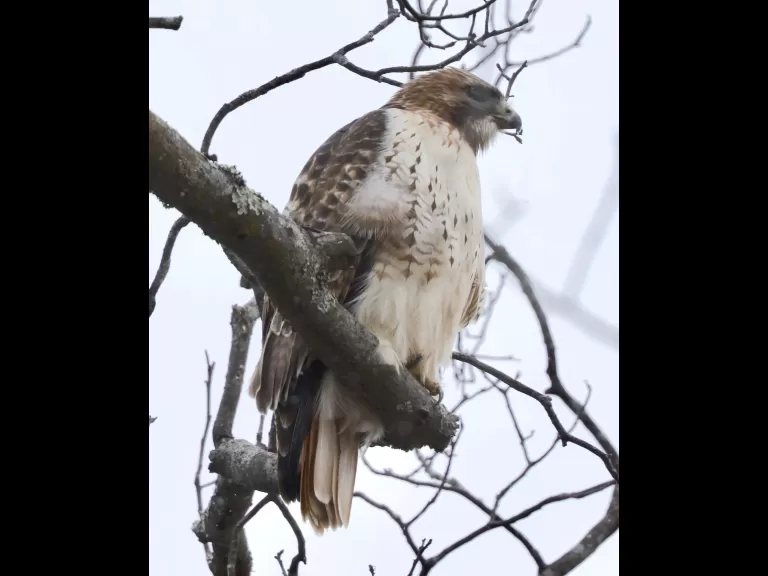 A red-tailed hawk at Breakneck Hill Conservation Land in Southborough, photographed by Steve Forman.