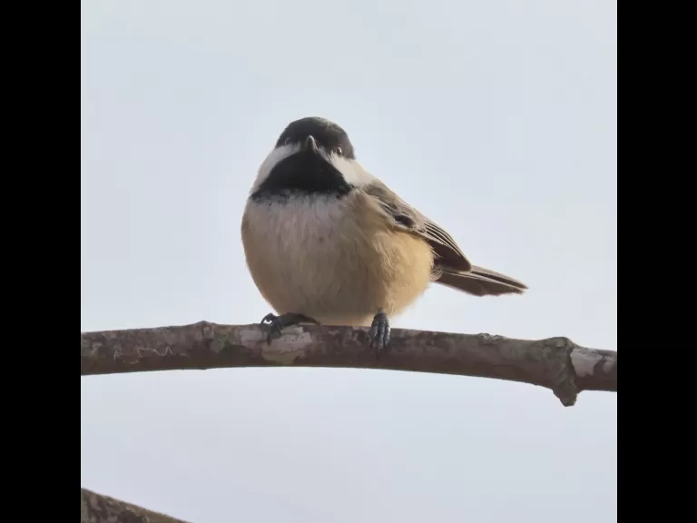 A black-capped chickadee at Breakneck Hill Conservation Land in Southborough, photographed by Steve Forman.