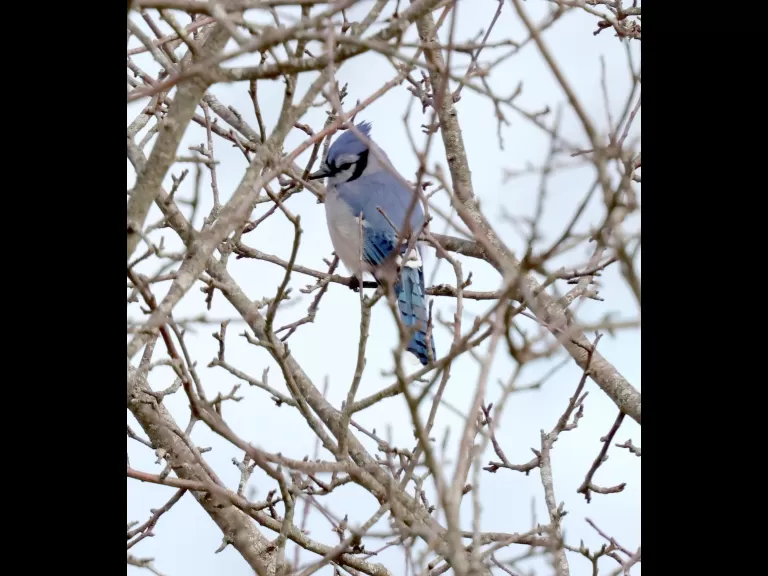 A black-capped chickadee at Breakneck Hill Conservation Land in Southborough, photographed by Steve Forman.
