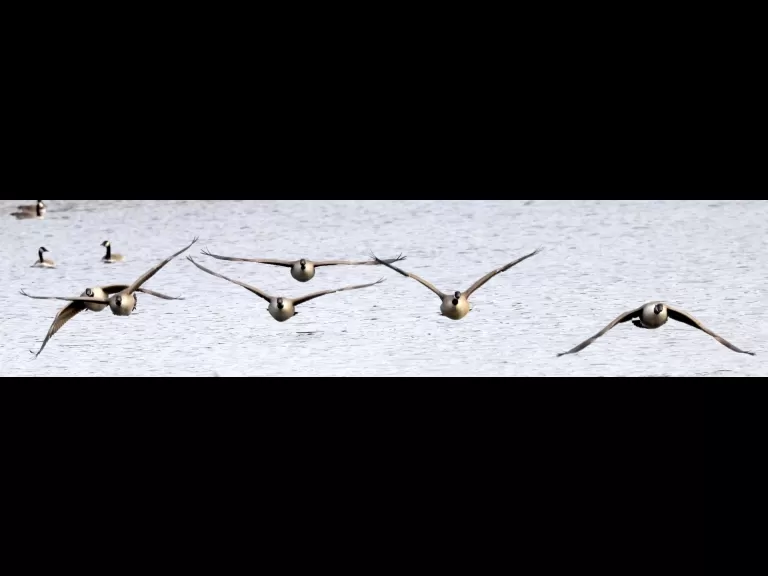 Canada geese at Hager Pond in Marlborough, photographed by Steve Forman.