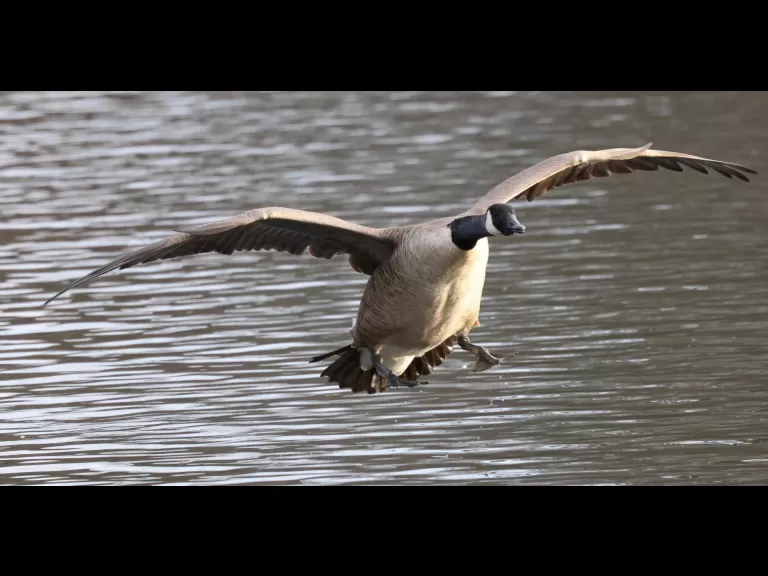 Canada geese at Hager Pond in Marlborough, photographed by Steve Forman.