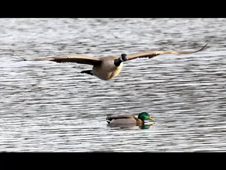 Canada geese at Hager Pond in Marlborough, photographed by Steve Forman.