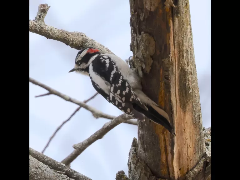 A black-capped chickadee at Breakneck Hill Conservation Land in Southborough, photographed by Steve Forman.