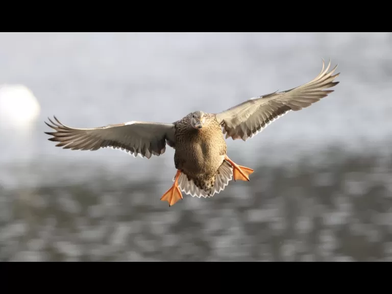 Canada geese at Hager Pond in Marlborough, photographed by Steve Forman.