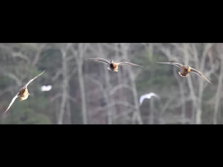 Canada geese at Hager Pond in Marlborough, photographed by Steve Forman.