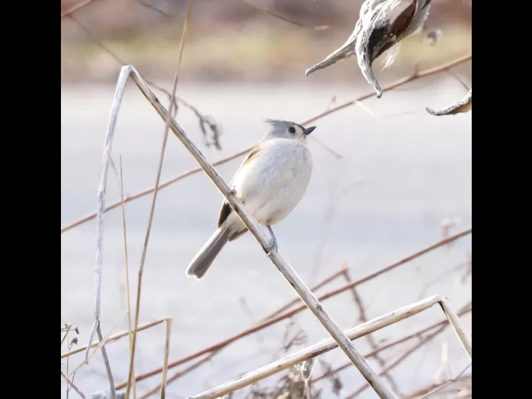 A black-capped chickadee at Breakneck Hill Conservation Land in Southborough, photographed by Steve Forman.
