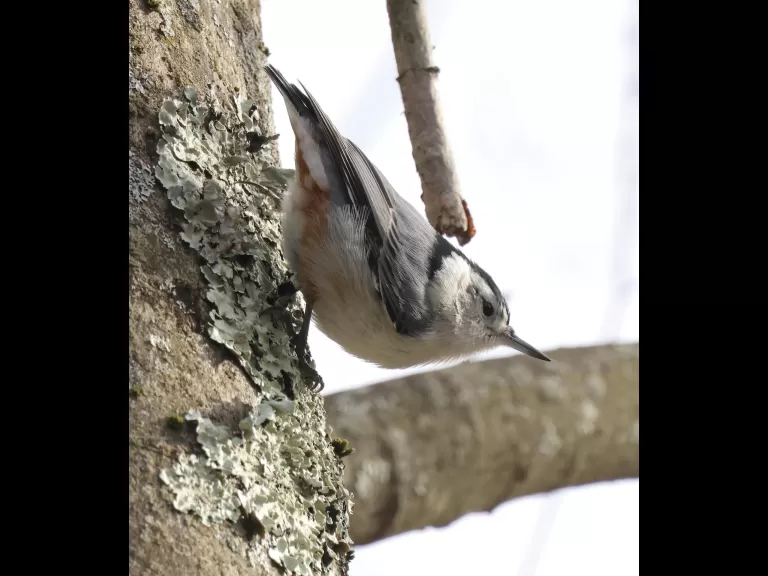 A black-capped chickadee at Breakneck Hill Conservation Land in Southborough, photographed by Steve Forman.