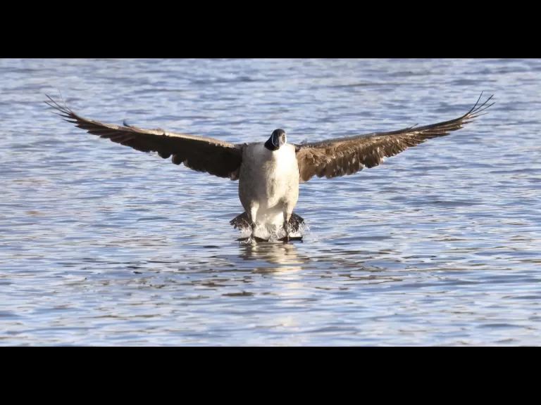 Canada geese at Hager Pond in Marlborough, photographed by Steve Forman.