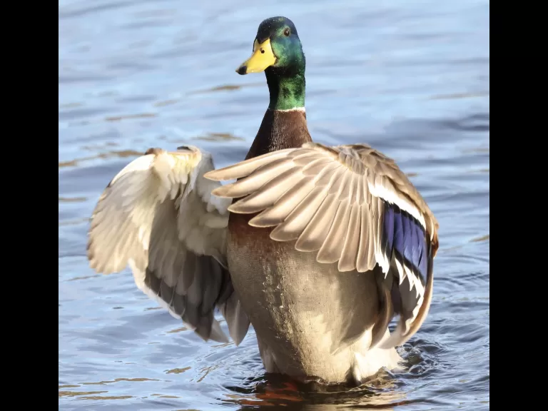 Canada geese at Hager Pond in Marlborough, photographed by Steve Forman.