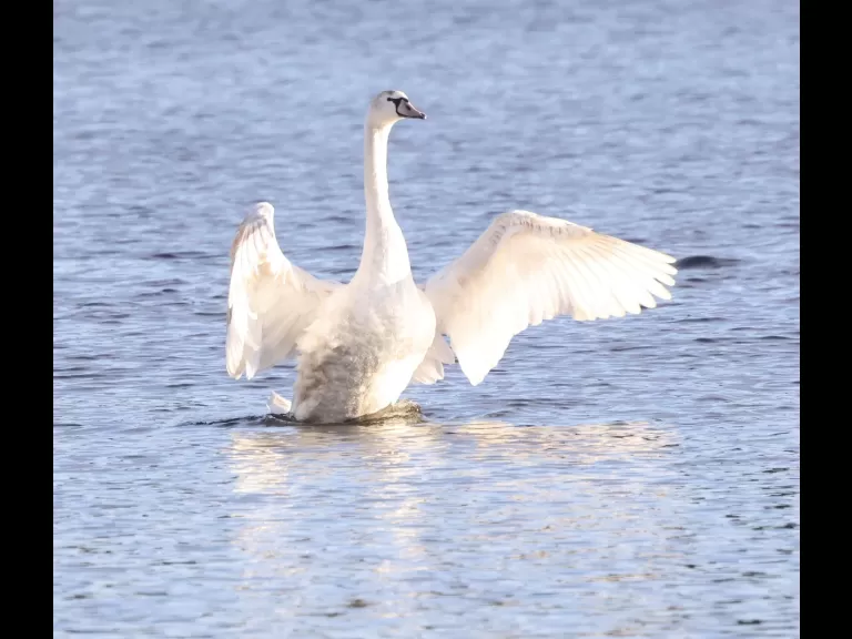 Canada geese at Hager Pond in Marlborough, photographed by Steve Forman.