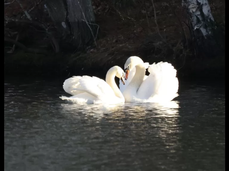 Canada geese at Hager Pond in Marlborough, photographed by Steve Forman.