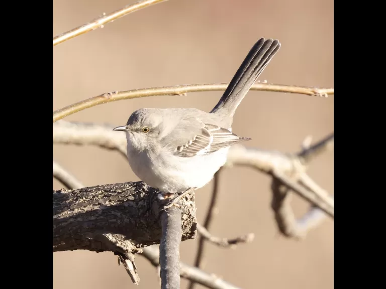 A black-capped chickadee at Breakneck Hill Conservation Land in Southborough, photographed by Steve Forman.