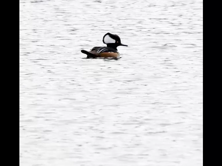 A hooded merganser at Chauncy Lake in Westborough, photographed by Steve Forman.