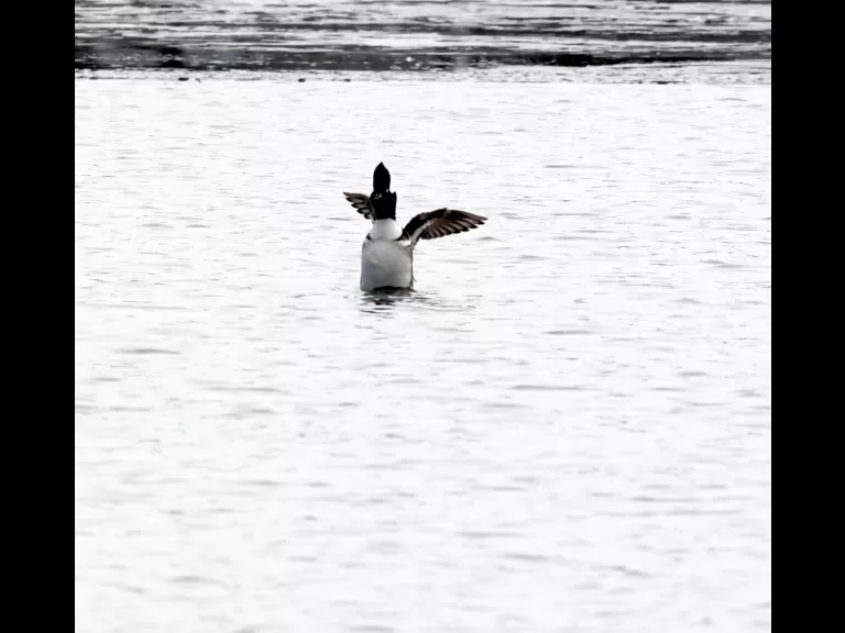 A hooded merganser at Chauncy Lake in Westborough, photographed by Steve Forman.