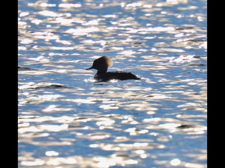 A hooded merganser at Chauncy Lake in Westborough, photographed by Steve Forman.