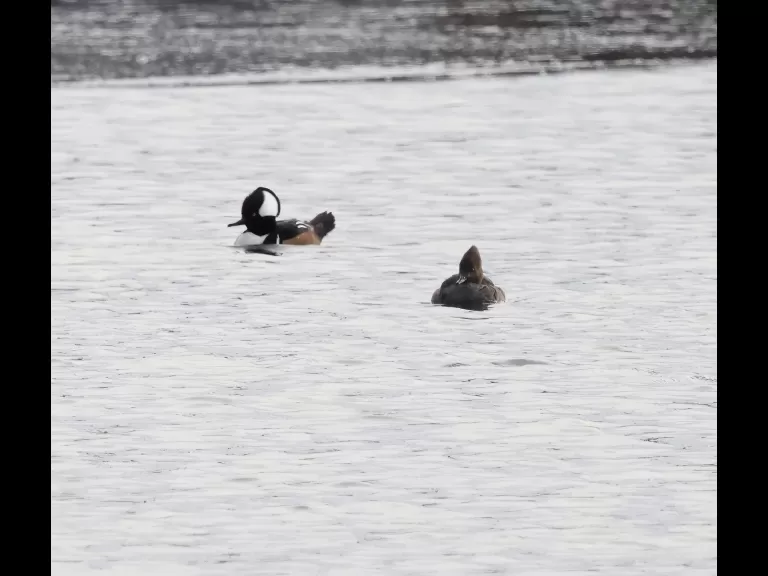 A hooded merganser at Chauncy Lake in Westborough, photographed by Steve Forman.