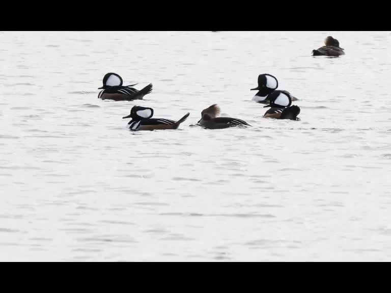 A hooded merganser at Chauncy Lake in Westborough, photographed by Steve Forman.