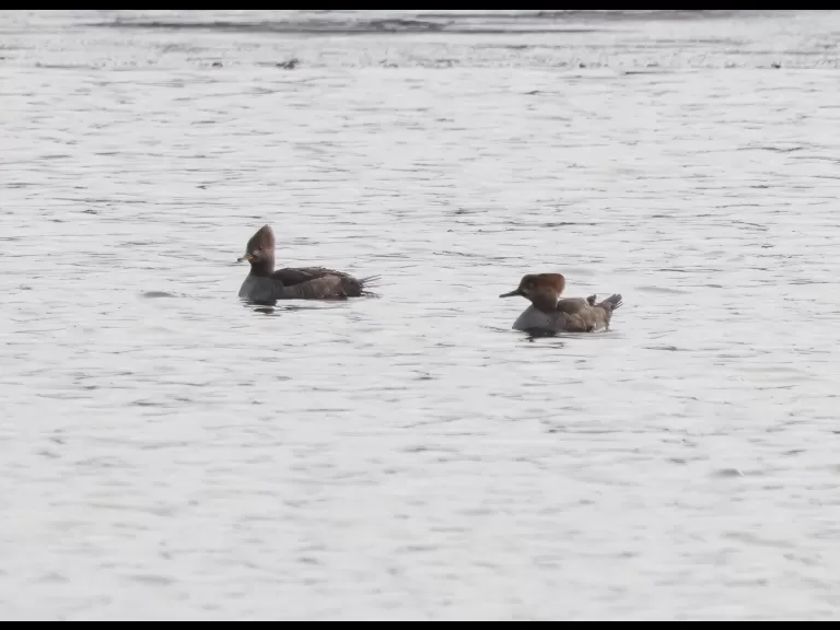 A hooded merganser at Chauncy Lake in Westborough, photographed by Steve Forman.