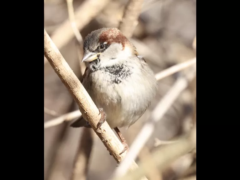 A black-capped chickadee at Breakneck Hill Conservation Land in Southborough, photographed by Steve Forman.