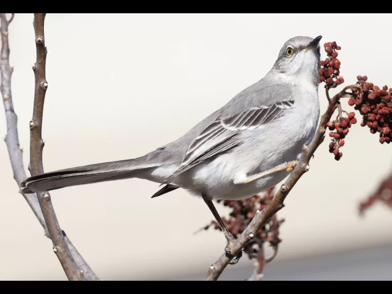 A black-capped chickadee at Breakneck Hill Conservation Land in Southborough, photographed by Steve Forman.