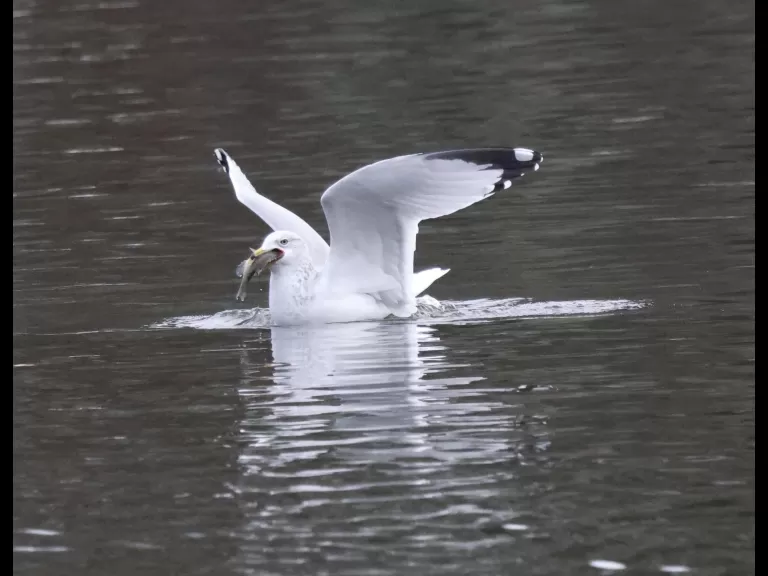 Canada geese at Hager Pond in Marlborough, photographed by Steve Forman.