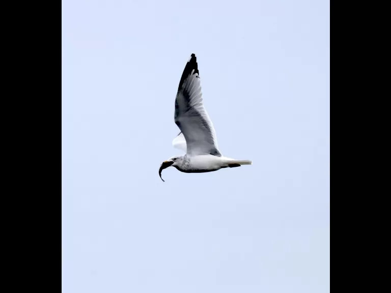 Canada geese at Hager Pond in Marlborough, photographed by Steve Forman.