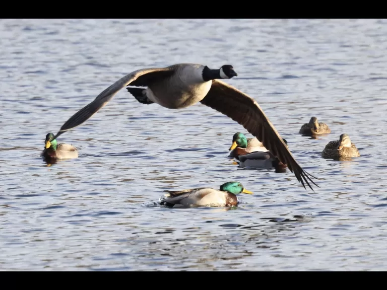 Canada geese at Hager Pond in Marlborough, photographed by Steve Forman.