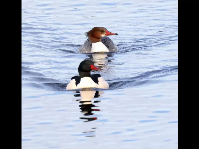 A common merganser at the Sudbury Reservoir in Southborough, photographed by Steve Forman.